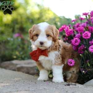 Baxter, Cavapoo Puppy